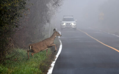 Top 4 Fall Driving Hazards: How to Stay Safe on the Roads